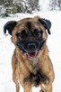 Rafi do adopcji - 6