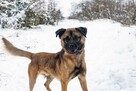 Rafi do adopcji - 4