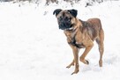 Rafi do adopcji - 5