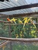 Papugi różne gatunki - 14