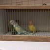 Papugi różne gatunki - 2