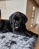Labrador Retriever ZKwP O/ Kraków - 14