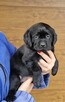 Labrador Retriever ZKwP O/ Kraków - 12