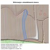 Działka rolna 0,29 ha w m. Dobrzechów - 6