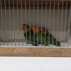 Papugi różne gatunki - 3