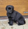 Labrador Retriever ZKwP O/ Kraków - 13