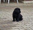 Labrador Retriever ZKwP O/ Kraków - 16