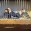 Papugi różne gatunki - 9