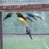 Papugi różne gatunki - 10