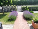 usługi ogrodnicze, ogrody piła, ogrody chodzież, ogrodnik - 3
