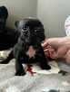 Buldog francuski - 4