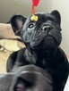 Buldog francuski - 2