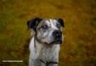 Adoptuj na zawsze, Jarzyna 36kg wysoki, łagodny miziak - 8
