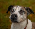 Cudowny psiak do adopcji Jarzyna 36kg przytulas, miziak - 2