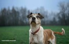 Do adopcji Jarzyna cudowny, łagodny, przyjacielski psiak 36kg - 6