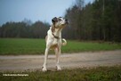 Do adopcji Jarzyna cudowny, łagodny, przyjacielski psiak 36kg - 7