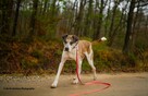 Do adopcji Jarzyna cudowny, łagodny, przyjacielski psiak 36kg - 2