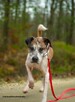 Do adopcji Jarzyna cudowny, łagodny, przyjacielski psiak 36kg - 4