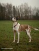 Cudowny psiak do adopcji Jarzyna 36kg przytulas, miziak - 12