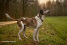 Do adopcji Jarzyna cudowny, łagodny, przyjacielski psiak 36kg - 5