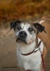 Adoptuj na zawsze, Jarzyna 36kg wysoki, łagodny miziak - 15