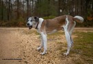 Cudowny psiak do adopcji Jarzyna 36kg przytulas, miziak - 7