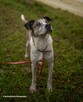 Cudowny psiak do adopcji Jarzyna 36kg przytulas, miziak - 11