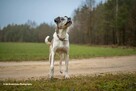 Do adopcji Jarzyna cudowny, łagodny, przyjacielski psiak 36kg - 3