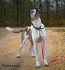 Cudowny psiak do adopcji Jarzyna 36kg przytulas, miziak - 14
