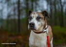 Do adopcji Jarzyna cudowny, łagodny, przyjacielski psiak 36kg - 13