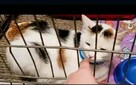 AMI - delikatna koteczka szuka dobrego domu - 3