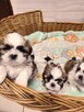 Shih tzu - 4