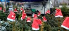 Świerk , Jodła kaukaska cięta i w donicy na Boże Narodzenie - 8