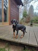 doberman szczeniaki - 4