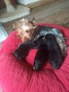 Yorkshire terrier - 7