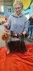 Yorkshire terrier - 8