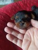 Yorkshire terrier - 2