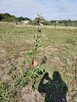 Ogrodzona budowlana Karwice 2003 m² morze PKP - 4