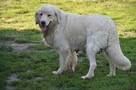 Golden retriever suczka - 2