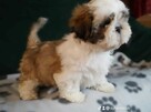 ShihTzu - 2