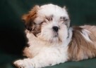 ShihTzu - 4