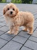 Piesek Maltipoo - 2