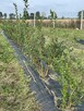Gospodarstwo rolne 50 ha. Pomysł na biznes. - 5