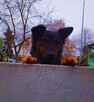 FALKO Młodziak lubiący ludzi i spacery czeka na domek - 8