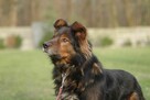 Zorro szuka domu schronisko Zgierz-aktualne - 4