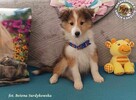 Owczarek Szetlandzki Sheltie szczenięta z rodowodemZKwP/FCI - 1