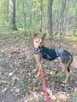 pinczer mix Gożdzik szuka domu schronisko Zgierz -aktualne - 4