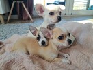 Szczeniaki chihuahua krótkowłosa - 4
