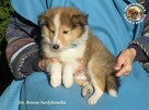 Owczarek Szetlandzki Sheltie szczenięta z rodowodemZKwP/FCI - 2