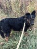 FALKO Młodziak lubiący ludzi i spacery czeka na domek - 10